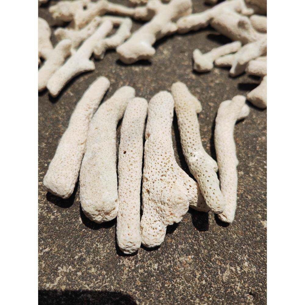 优选大珊瑚骨滤材优质天然珊瑚石鱼缸过滤材料水族箱底砂净水造景