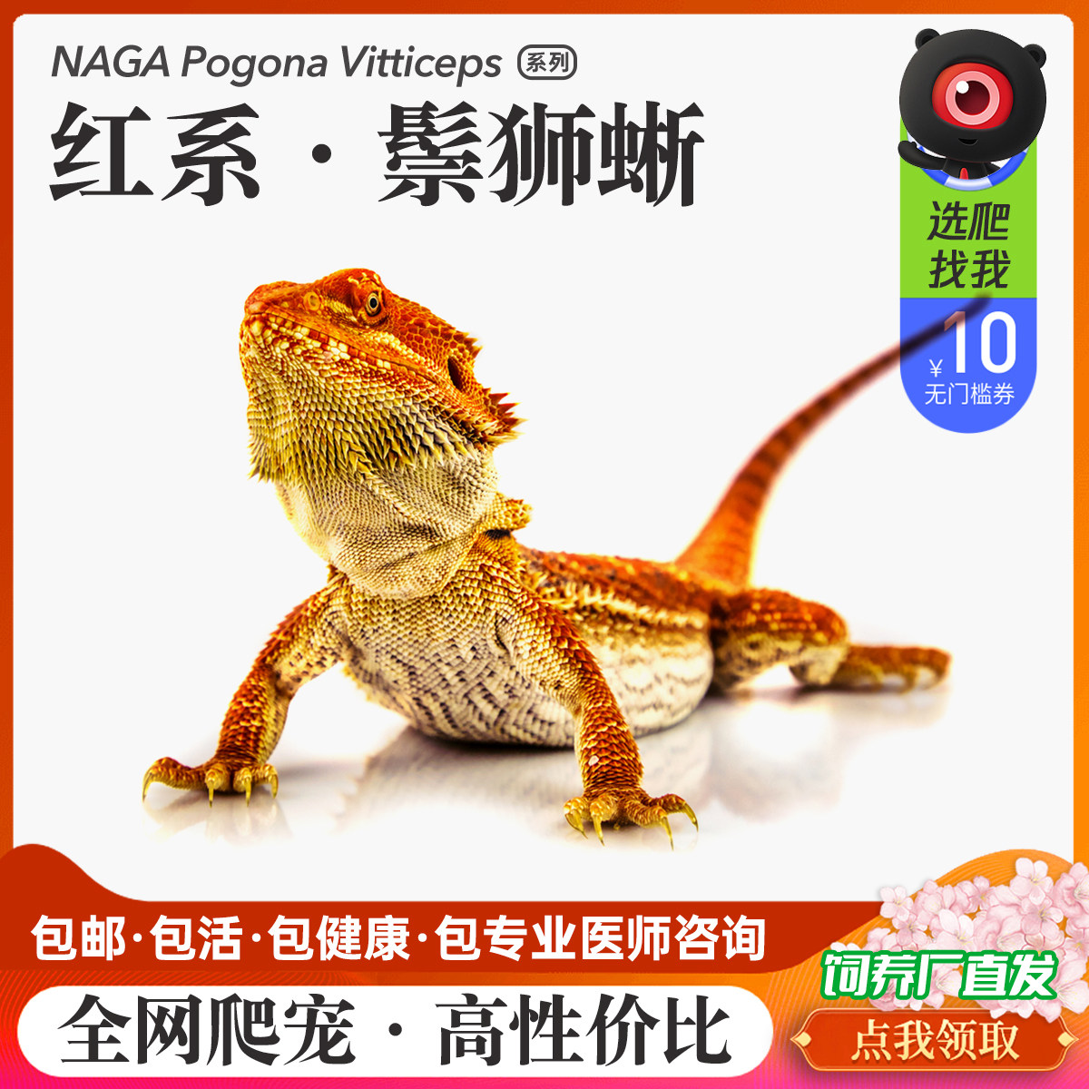 特色爬宠懒人易养温顺可爱的异类
