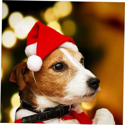 Decorate decoration pet Santa hats for Christmas 宠物圣诞帽
