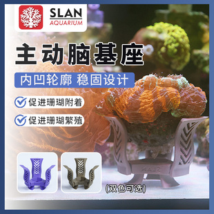 珊蓝海洋脑珊瑚海葵基座富士半圆纽扣软体断枝底座繁殖主动糖果脑