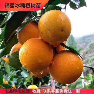 锦蜜冰糖橙树苗 纯甜无酸味 细嫩化渣 麻阳冰糖橙树苗 橙子树苗