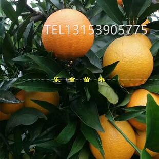 长叶香橙桔树苗新品种橘子嫁接苗无核橙子湖南果苗基地直销