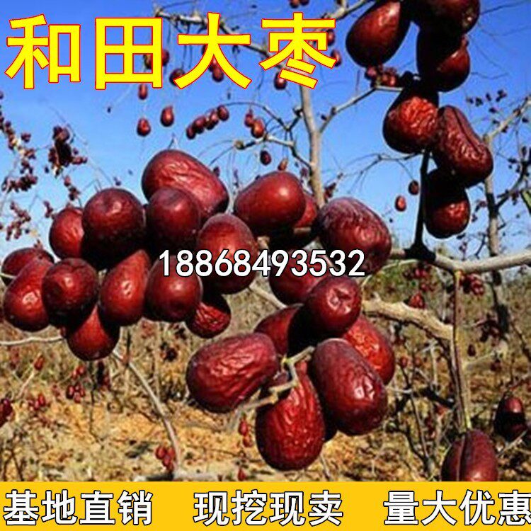 新疆和田玉枣 骏枣 枣树苗 嫁接果树苗冬枣大红枣树苗结果当年