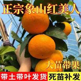 正宗象山红美人树苗爱媛28号柑橘树苗南北方庭院盆栽地栽桔子树苗