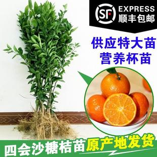 广西沙糖桔子树苗金秋无核嫁接肇庆四会砂糖橘子果树盆栽柑橘果苗