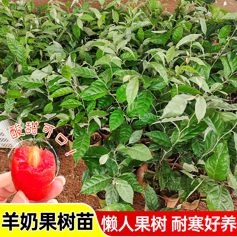 羊奶果树苗盆栽地栽当年结果