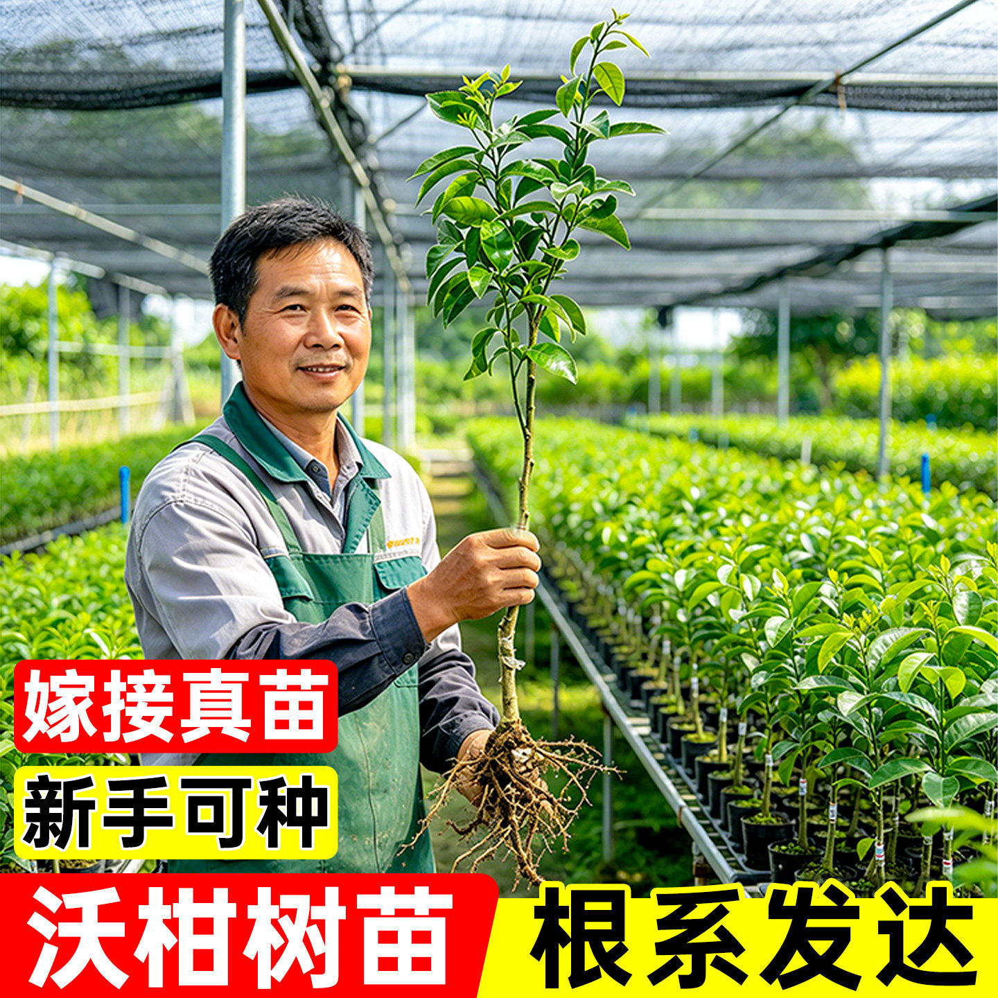 广西沃柑树苗嫁接无籽果树苗现挖现发裸根苗地栽盆栽种植基地直发