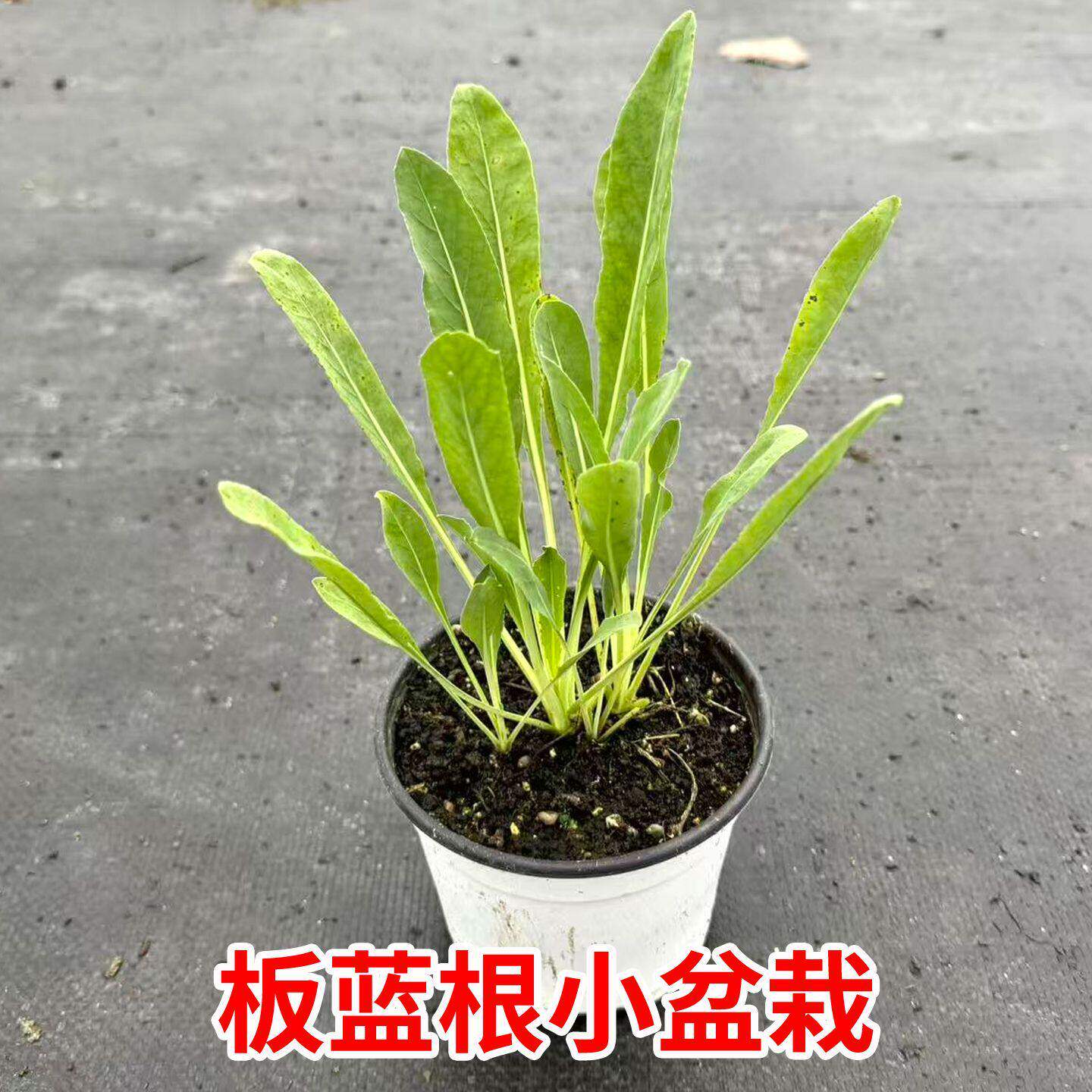 正宗板蓝根盆栽种植马蓝叶含蓝靛燃料阳台庭院中草药苗清热防流感