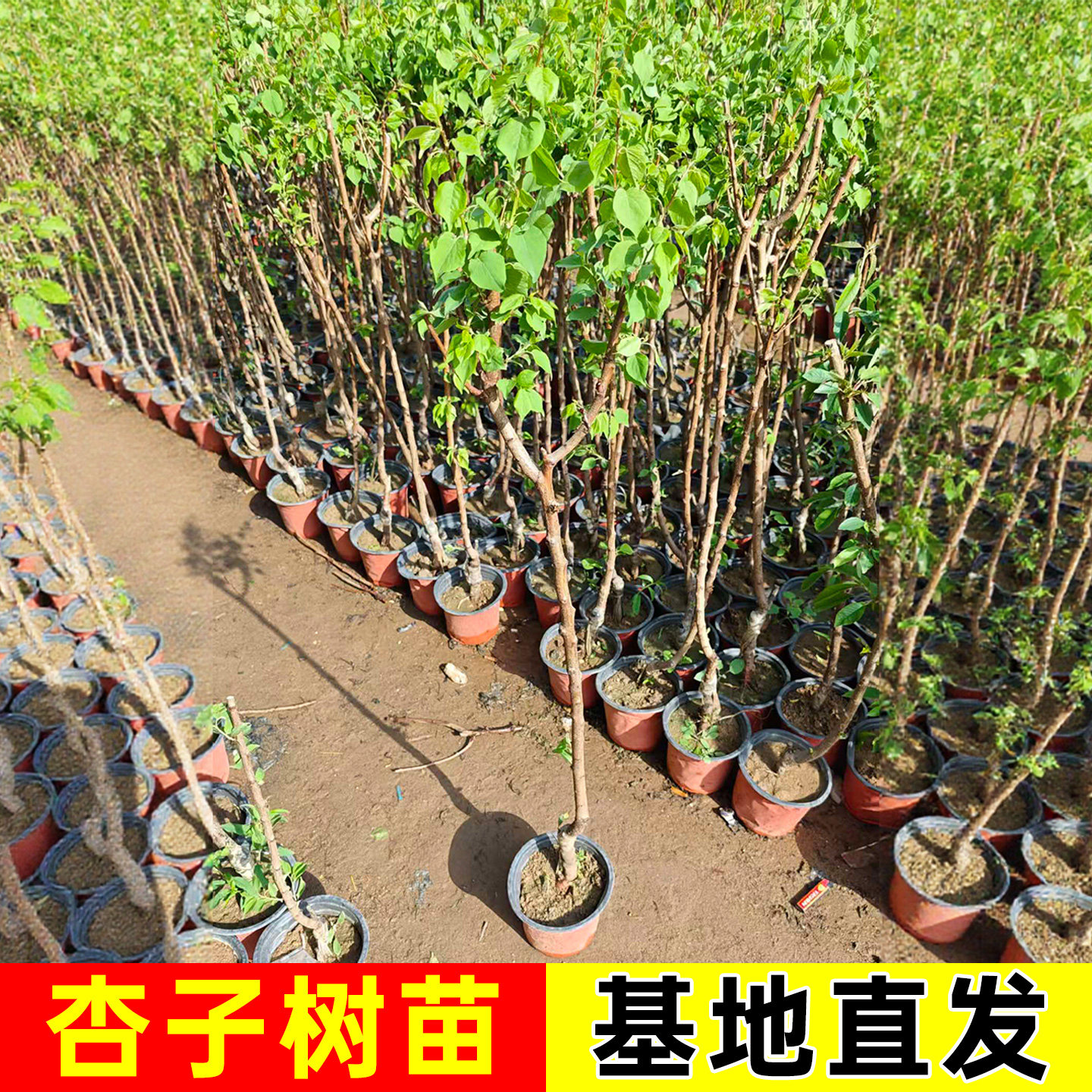 杏树苗帝王杏子树苗大果新鲜地栽耐寒耐旱南北方种植大黄杏树果苗