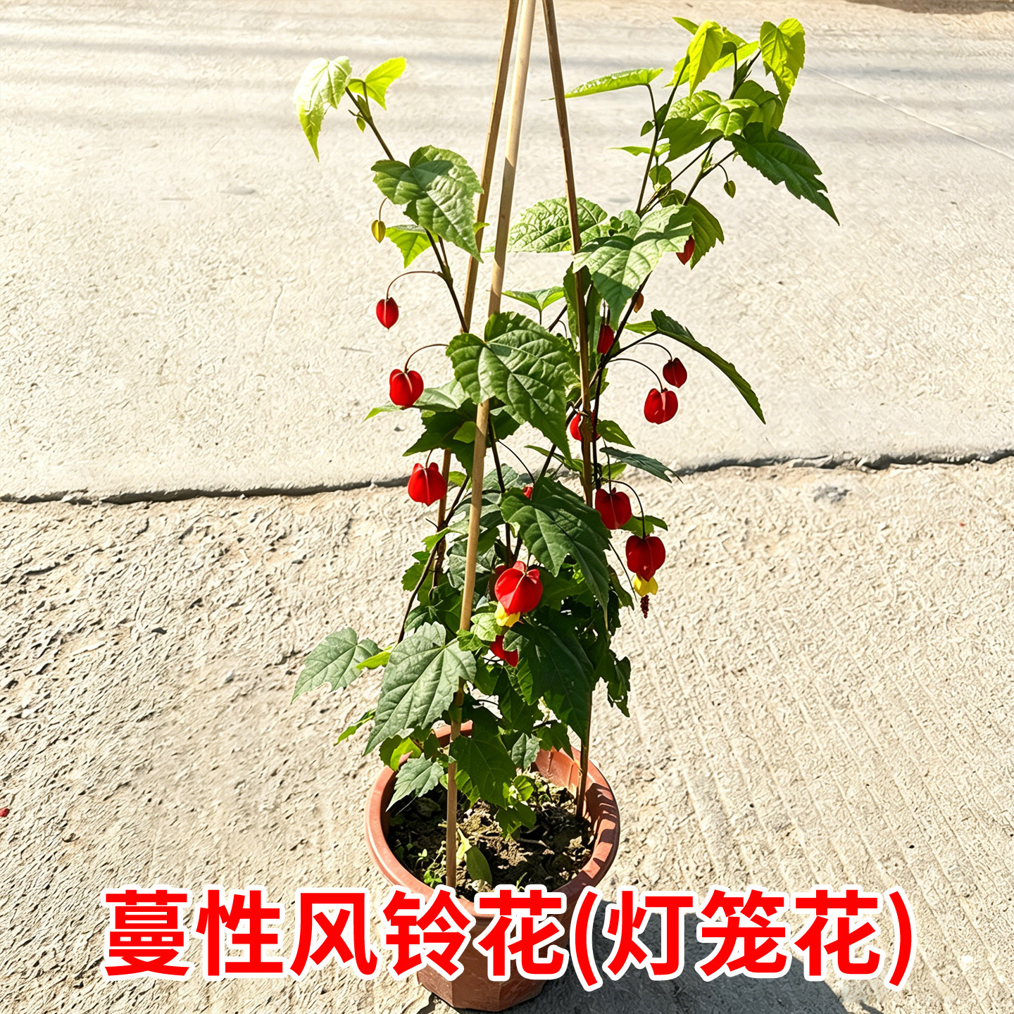 蔓性风铃花苗藤本灯笼花盆栽庭院阳台种植花卉绿植开花爬藤宫灯花