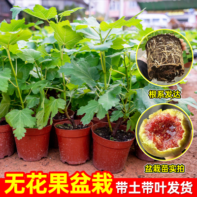 无花果树苗带果发货包成活