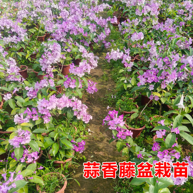 蒜香藤苗紫铃藤花耐晒爬藤植物四季庭院阳台垂吊攀爬围墙四季植物