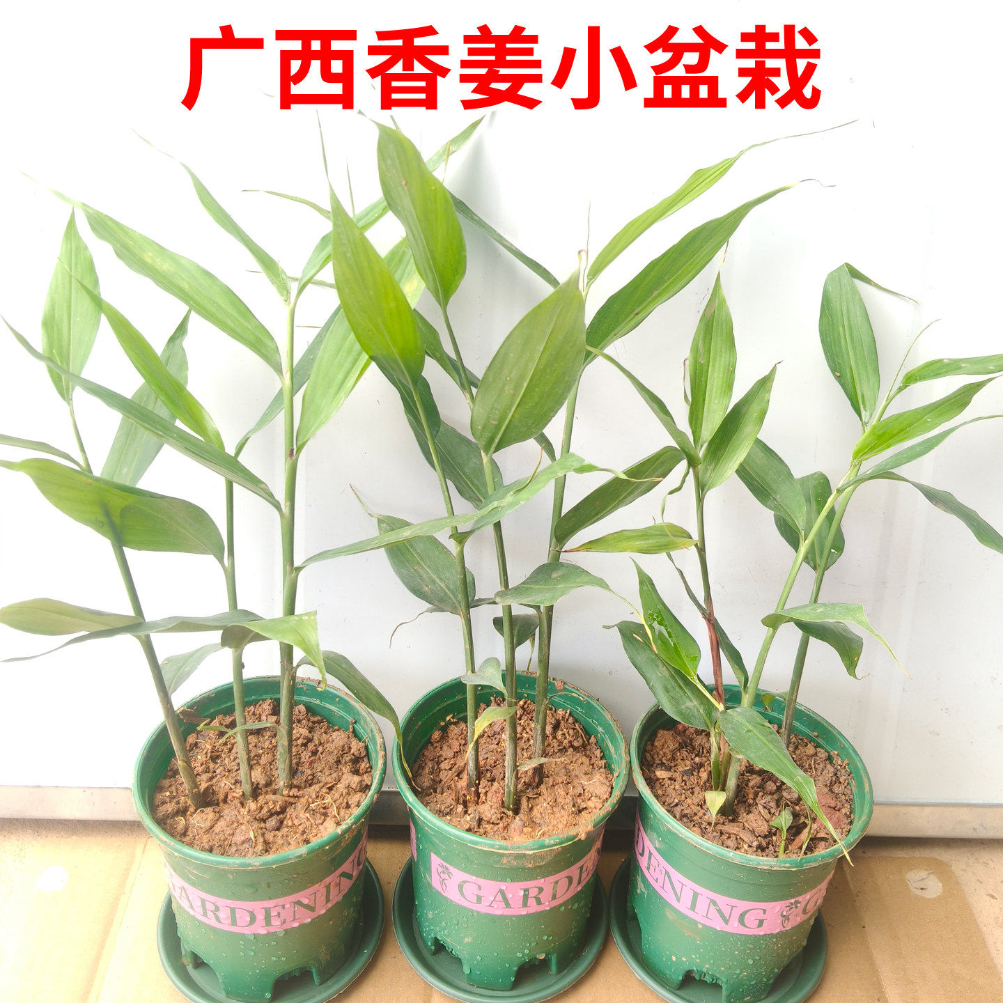 广西香姜苗草果苗土山姜粉包粽子姜叶焖鸭鹅炖羊狗配扣肉味道浓香