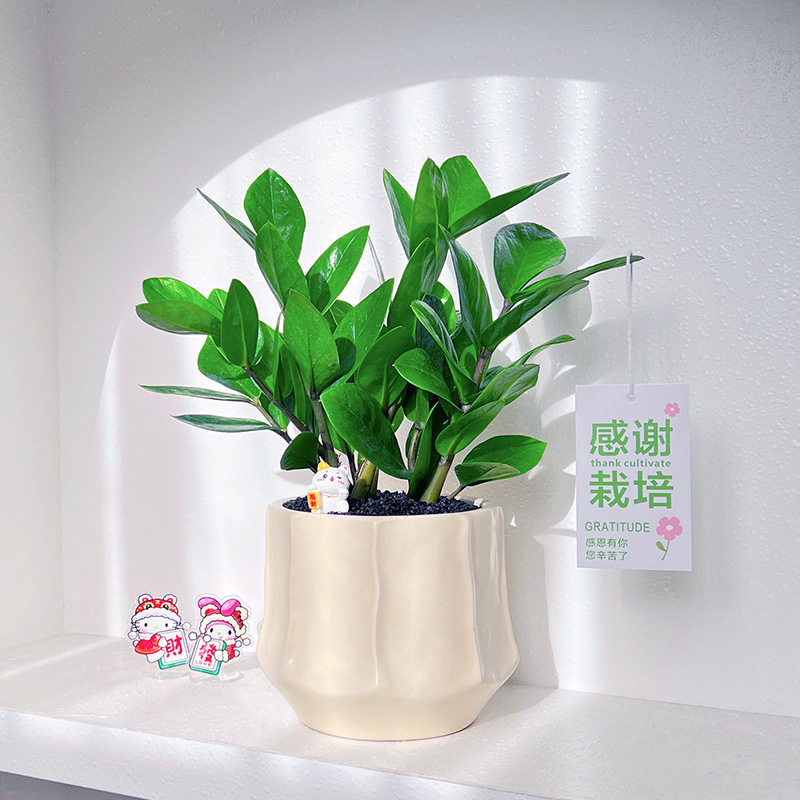 金钱树盆栽小绿植办公室内桌面装饰工位摆件客厅招财植物净化空气