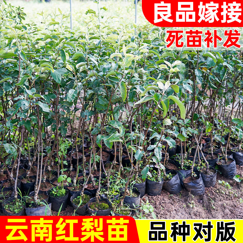 云南红梨营养杯苗带土带叶盆栽桂花梨树苗地栽庭院可种植红梨大果