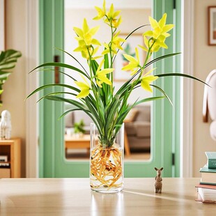 水培兰花苗【金光灿灿】室内客厅书房绿植带花苞名贵盆栽花卉浓香