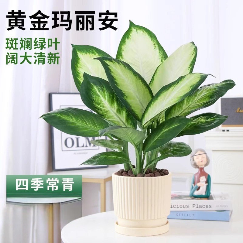 玛丽安万年青盆栽特级大盆银皇后绿植花卉室内客厅四季常青好养活