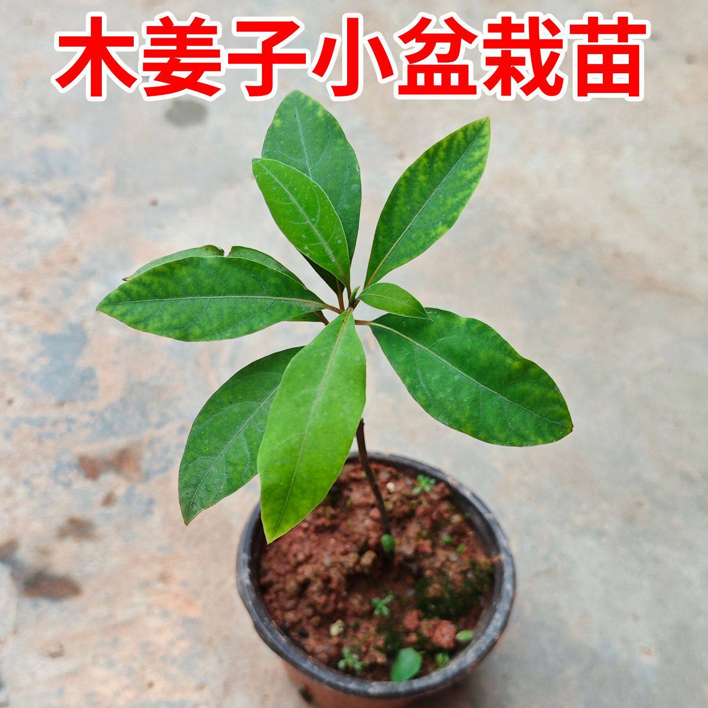 木姜子树苗正宗药材改良高产山苍子山胡椒原土培育布杯苗基地直销