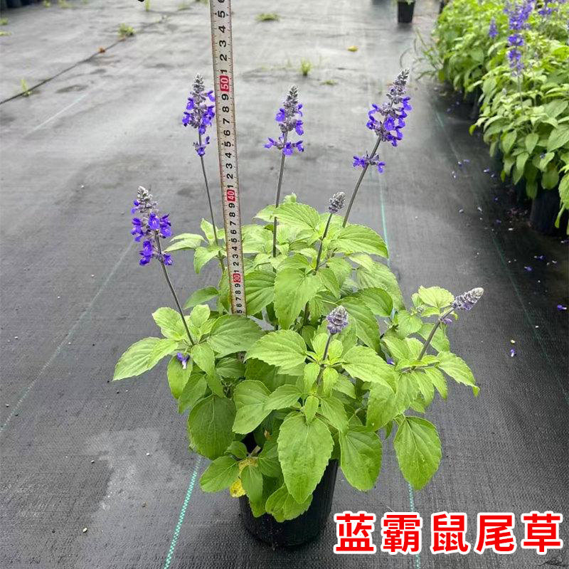 蓝霸鼠尾草耐寒好养盆栽