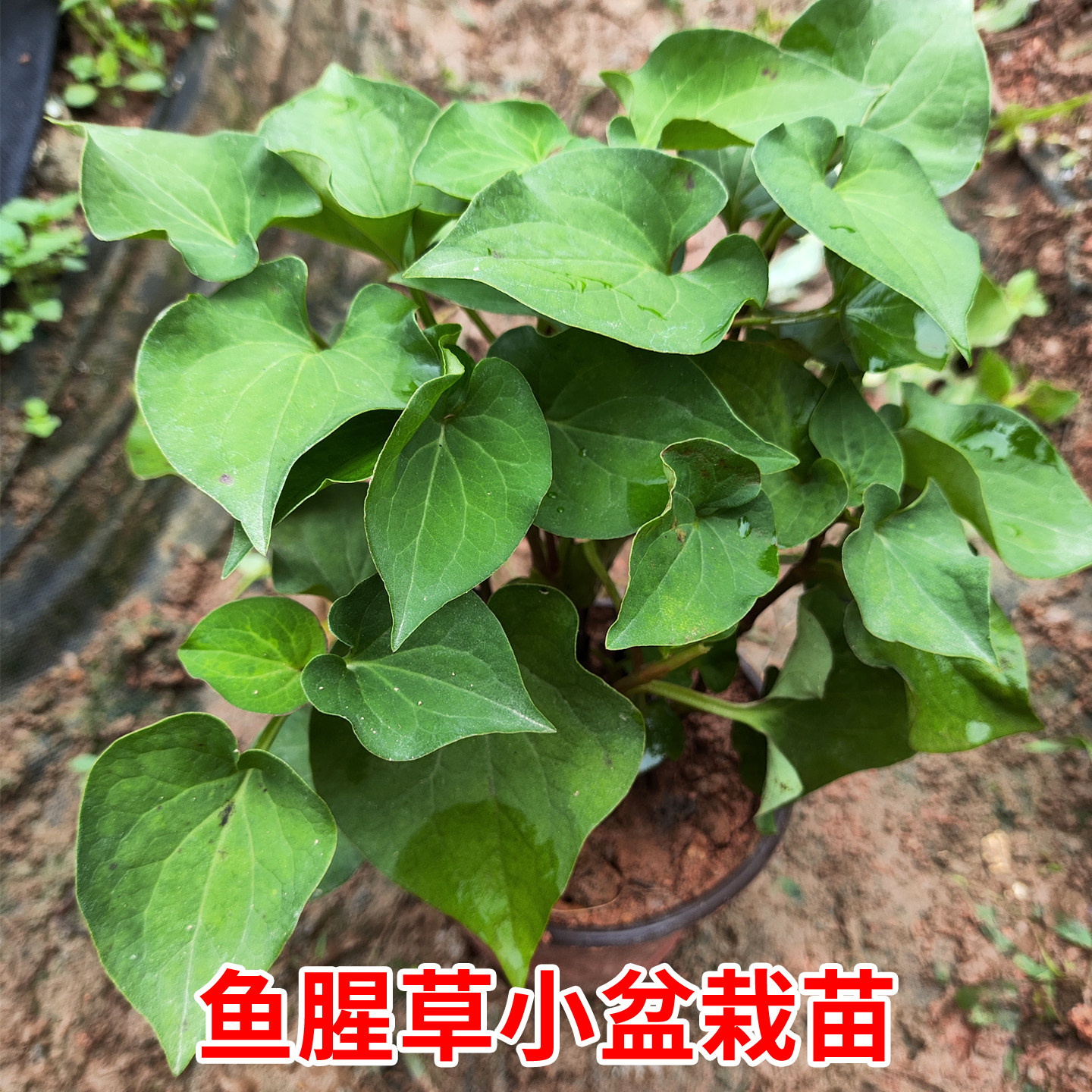 正宗本地鱼腥草可食用折耳根种根苗鱼腥草苗种植庭院阳台种植带盆