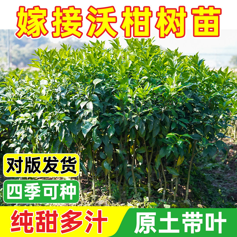 广西沃柑树苗武鸣嫁接无核籽091南北种植香橙正宗桔橘子果树苗木