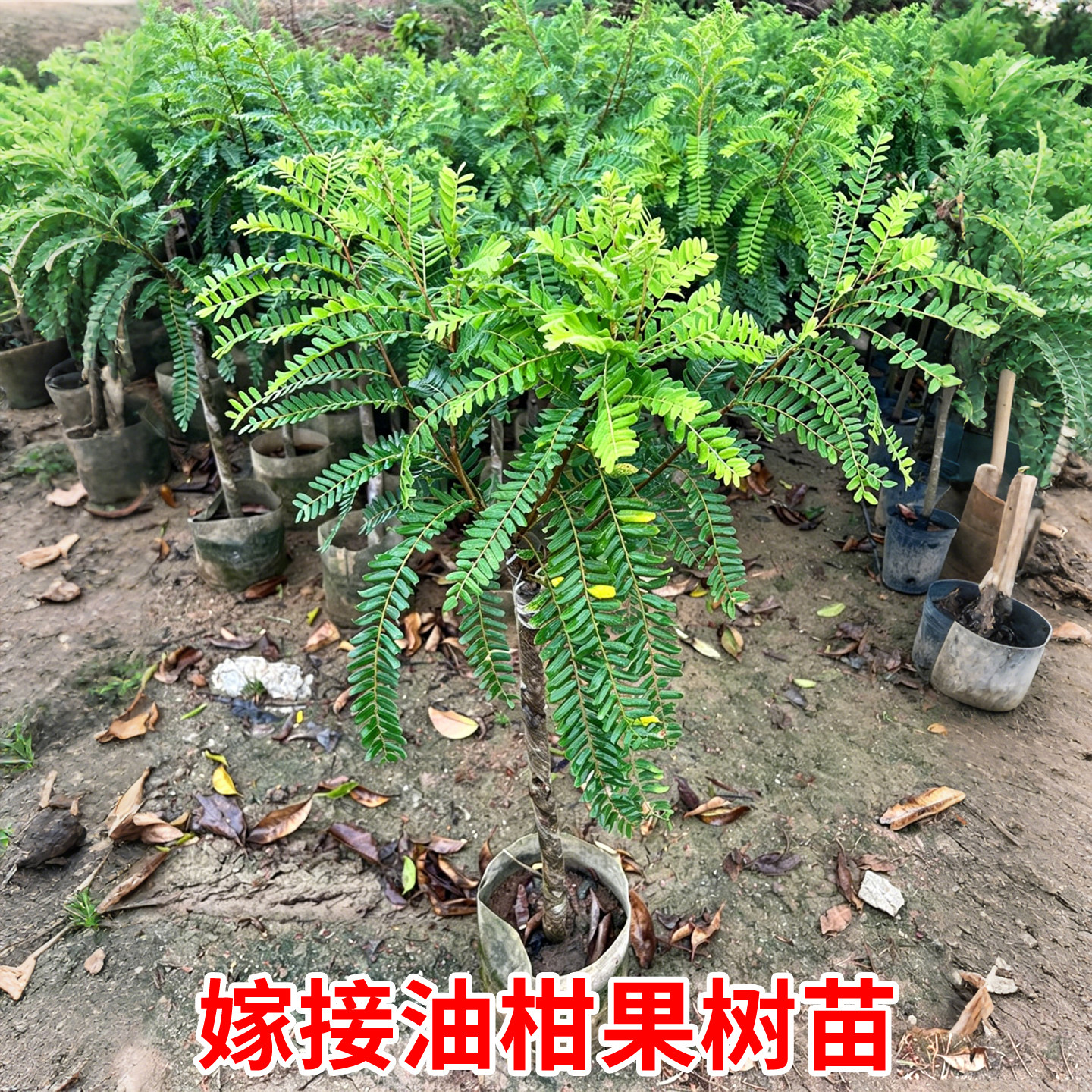 正宗柿饼柑果甜油甘甘果树苗嫁接甜油甘果树苗崩坎潮汕余甘果树苗