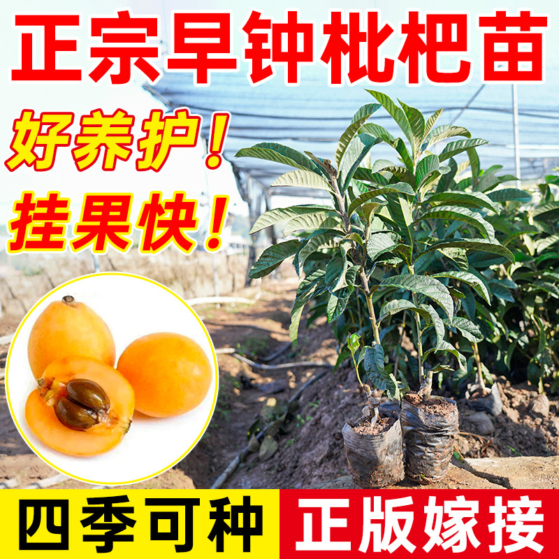 枇杷树苗早钟枇杷无核大五星枇杷嫁接苗盆栽地栽纯甜大果枇杷果树