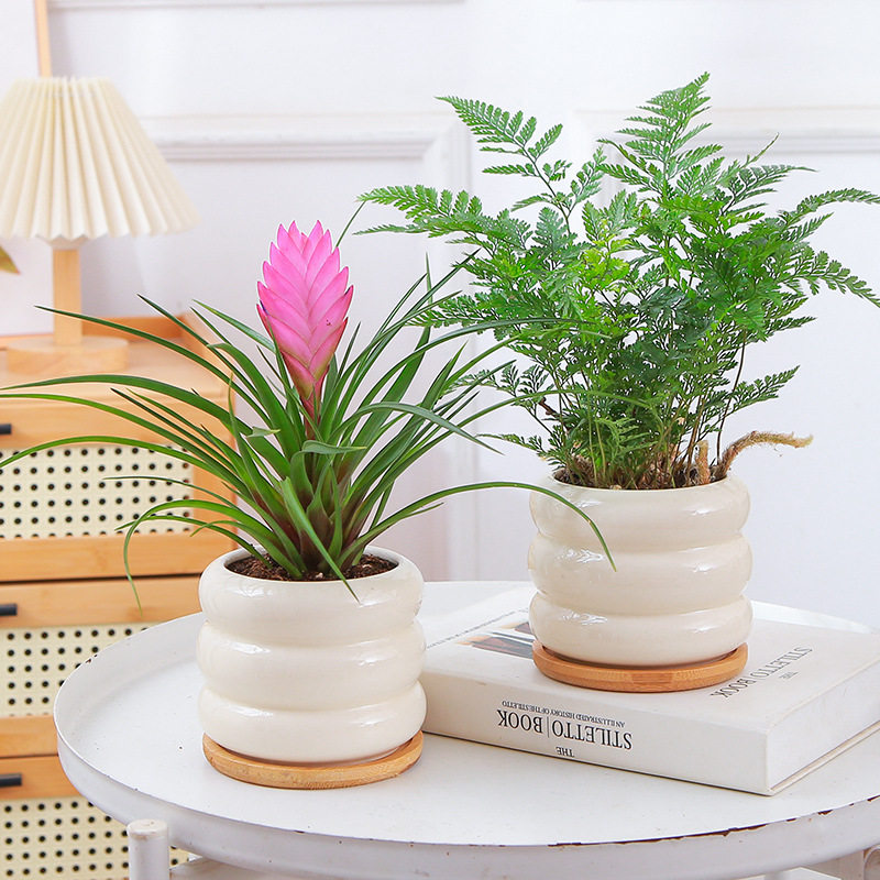 罗汉松盆栽植物室内绿植发财树办公室桌面花卉竹柏好养小盆景文竹