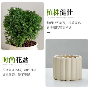 放青松绿植雾松室内小盆栽雾凇办公室桌面放轻松植物摆件四季好养