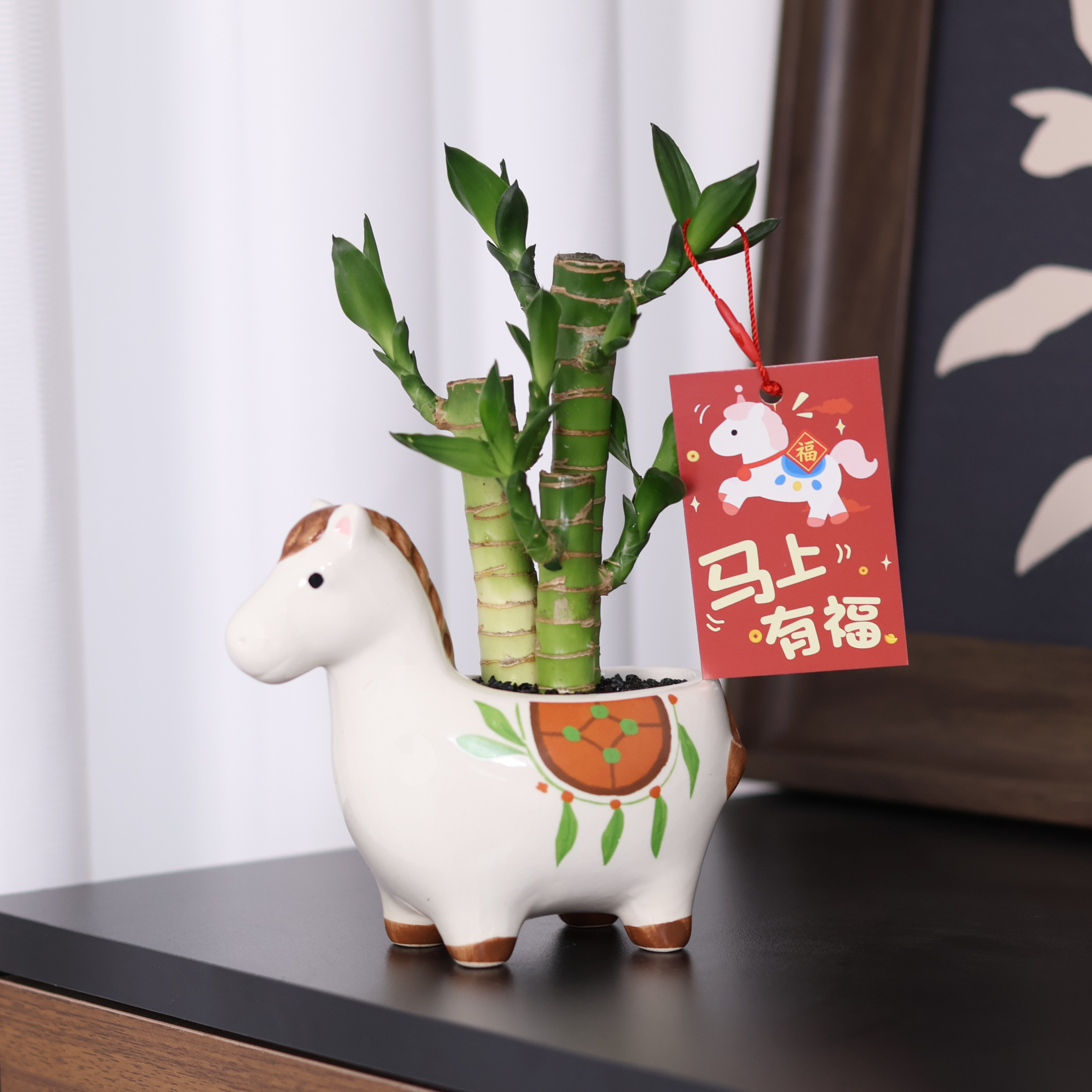 【马上有福】富贵竹盆栽室内桌面富贵竹绿植花卉植物办公室好养活
