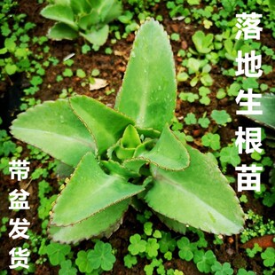 中草药苗落地生根苗四季大叶药用不死鸟打不死植物天灯笼现采枝叶