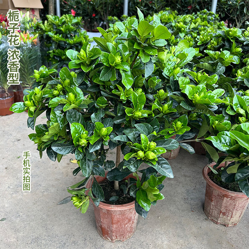重瓣大叶栀子花绿植盆栽室内办公室观赏绿植栀子花盆栽栀子花绿植