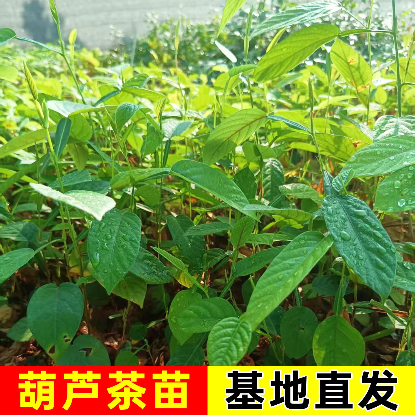 葫芦茶苗清热解暑下火凉茶中草药材药用花卉绿植物盆栽地栽种植苗
