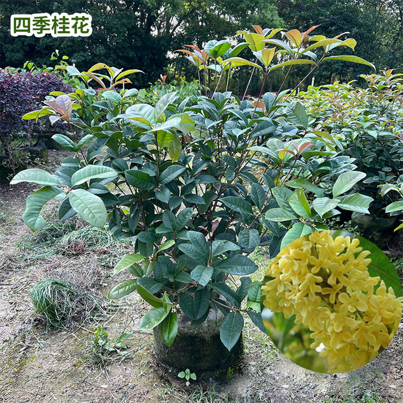 四季桂花盆栽浓香型花卉室内外阳台好养绿植四季桂花盆栽花香植物