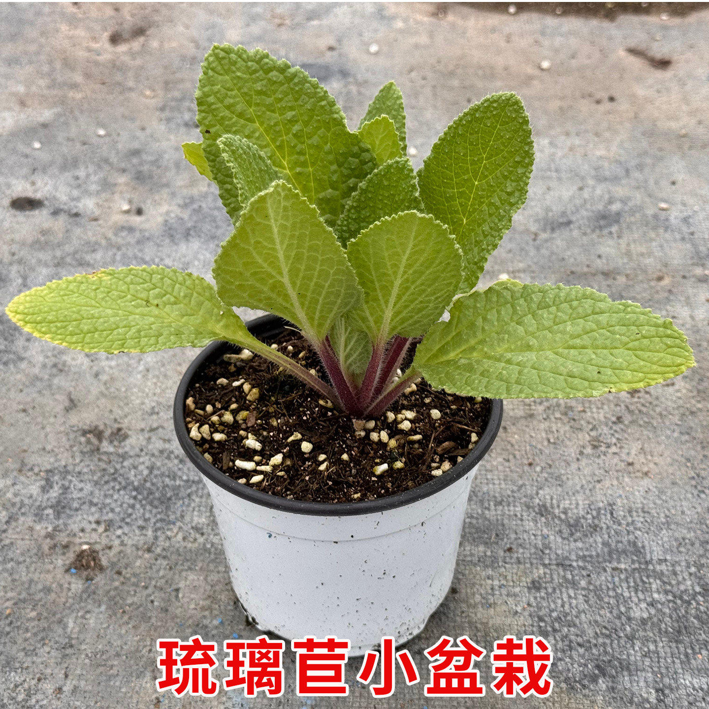 琉璃苣苗盆栽耐寒耐热星状蓝花阳台庭院好养绿植净化空气食用绿植