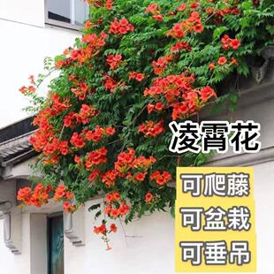 凌霄花苗植物室外花卉盆栽攀爬四季开花围栏别墅庭院爬墙庭院美化