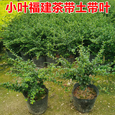 小叶福建茶绿植开花结果四季常青喜阳喜水室内小叶福建茶绿植盆栽