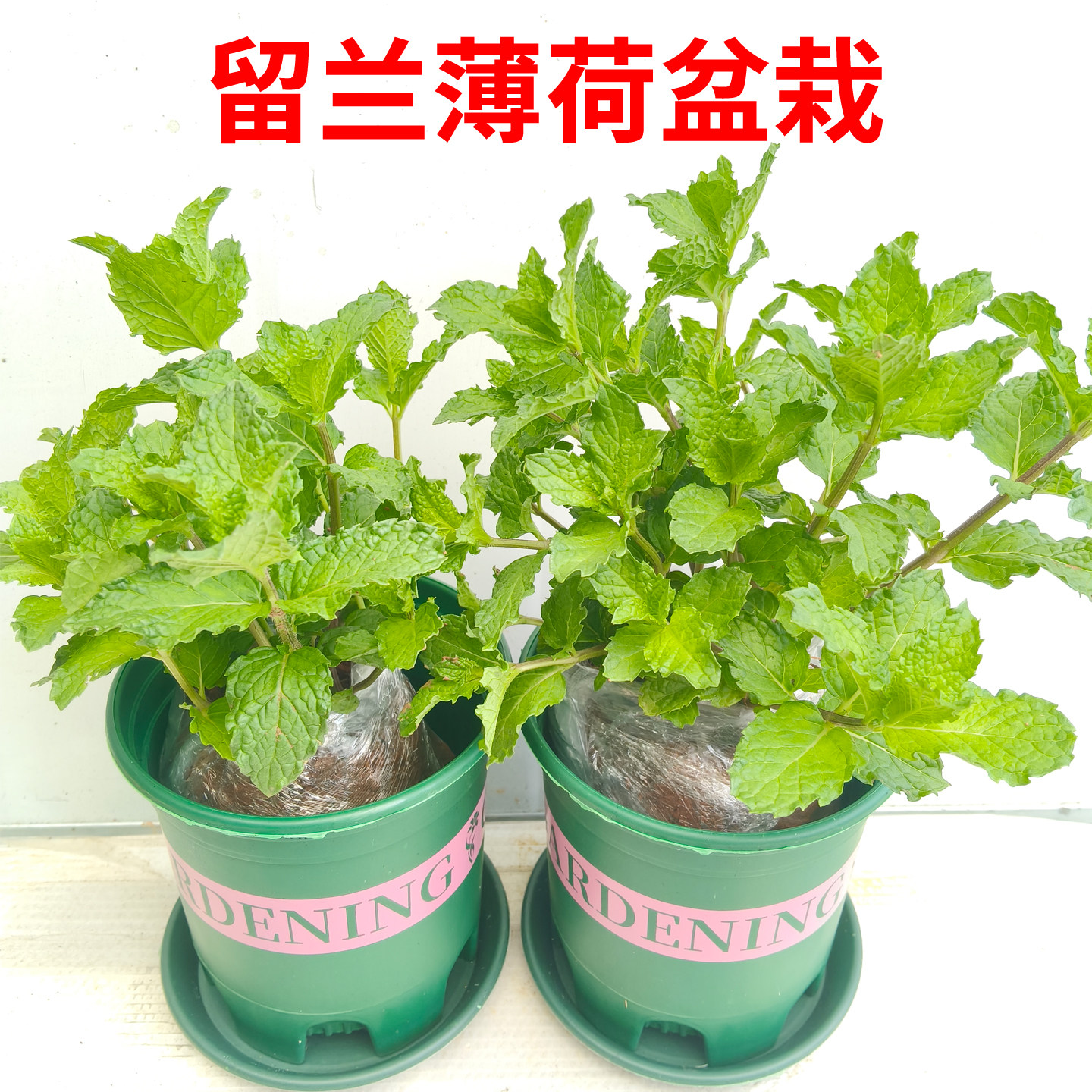 留兰薄荷盆栽可食用庭院室内驱蚊清香绿植留兰香薄荷绿叶四季可种