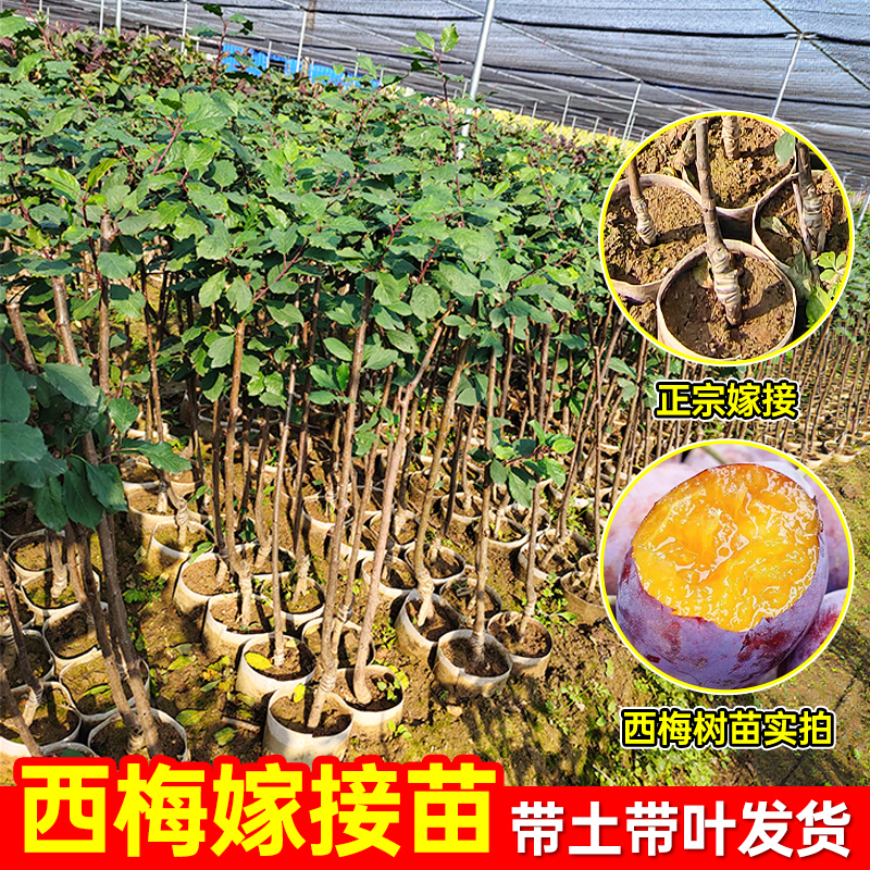 西梅树树苗特大可盆栽地载