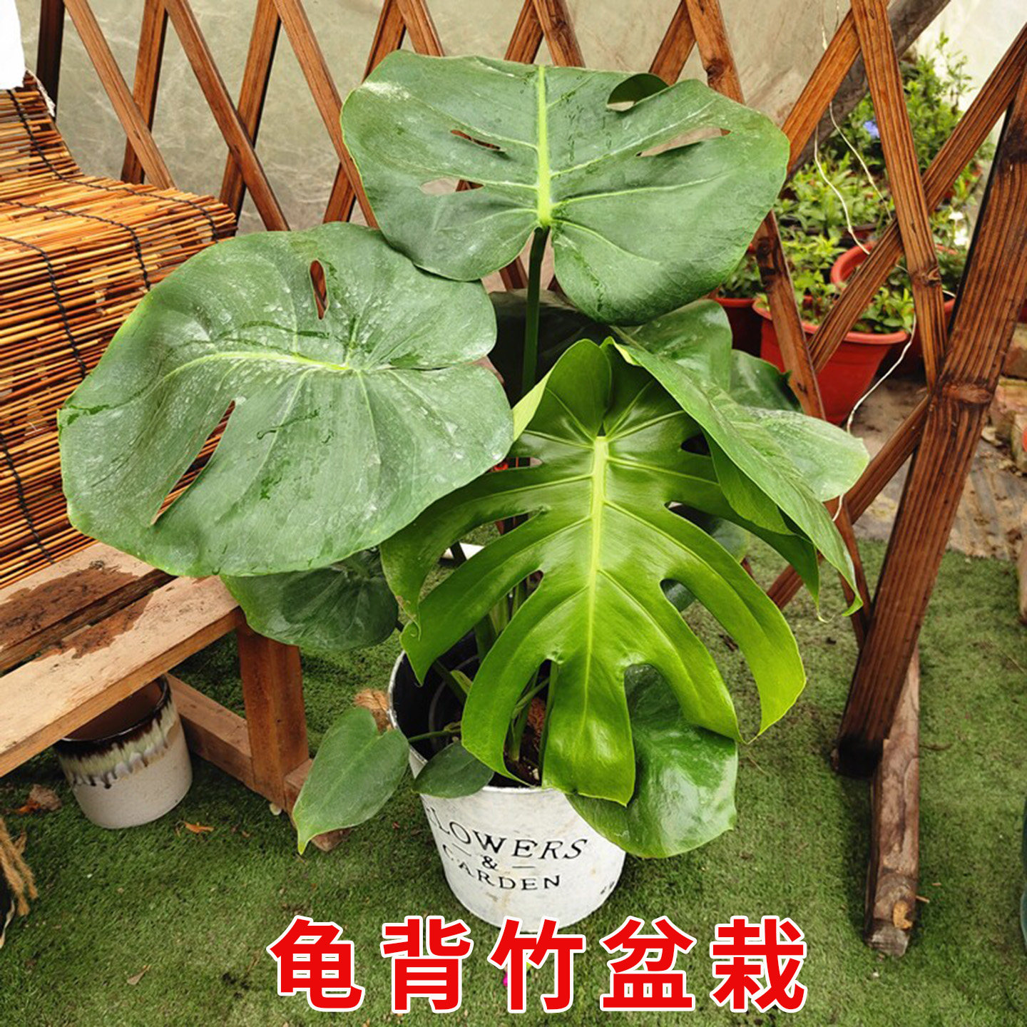 龟背竹老桩盆栽室内好养客厅图片