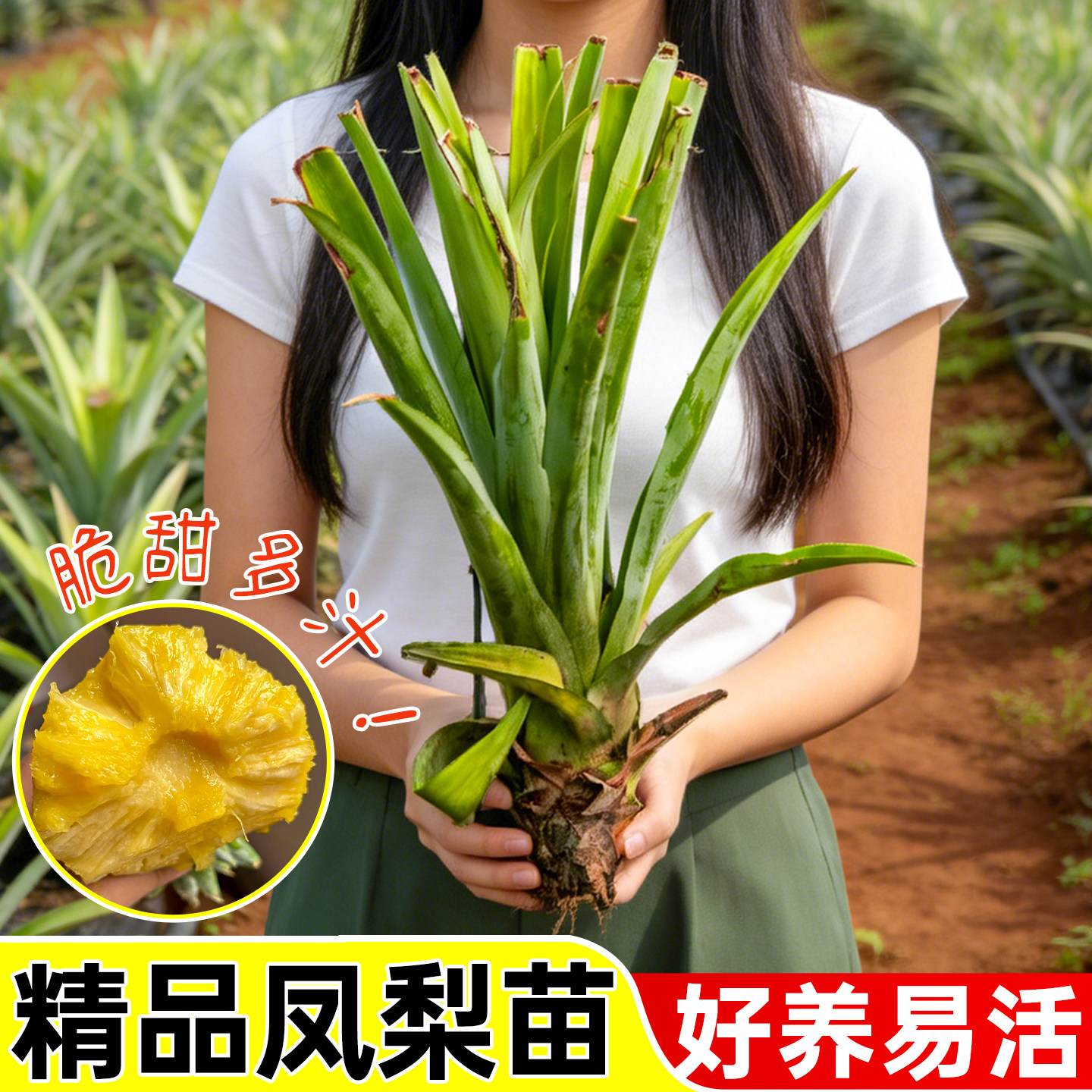 凤梨苗正宗地菠萝苗金钻凤梨苗庭院阳台盆栽地栽种植结果带根带土
