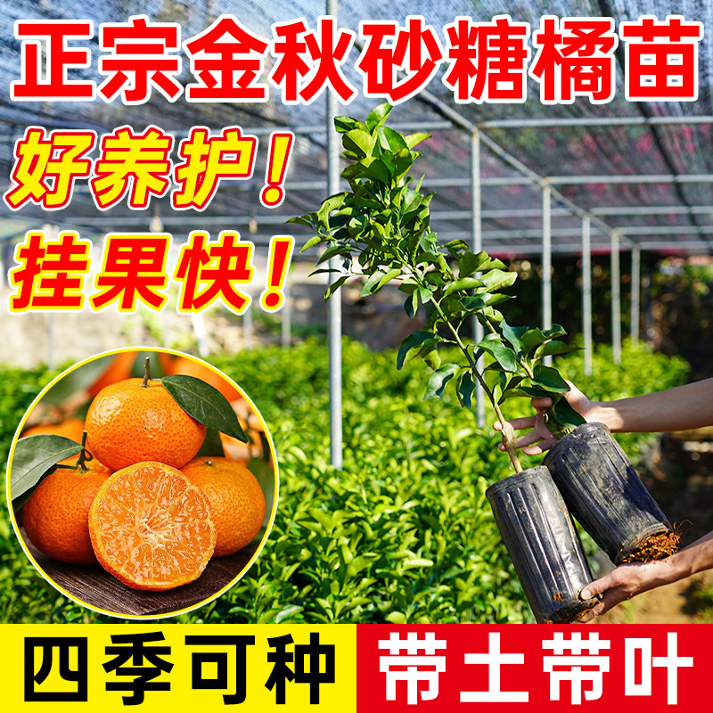 广西金秋砂糖橘树嫁接砂糖橘树苗无籽砂糖橘树苗盆栽地栽当年结果