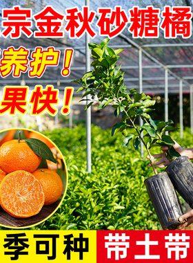 广西金秋砂糖橘树嫁接砂糖橘树苗无籽砂糖橘树苗盆栽地栽当年结果