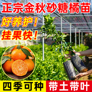 广西金秋砂糖橘树嫁接砂糖橘树苗无籽砂糖橘树苗盆栽地栽当年结果