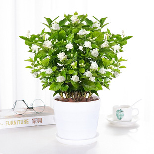 茉莉花苗盆栽茉莉花重瓣家里客厅阳台浓香花卉植物白美化绿植花卉