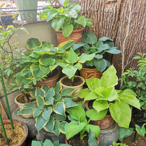 玉簪花苗庭院绿植花叶玉簪青叶金边植物易种植绿化苗盆栽花卉绿植
