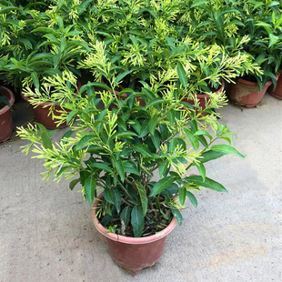 夜来香盆栽花树苗室内驱蚊花卉当年四季开花阳台九里香花苗植物