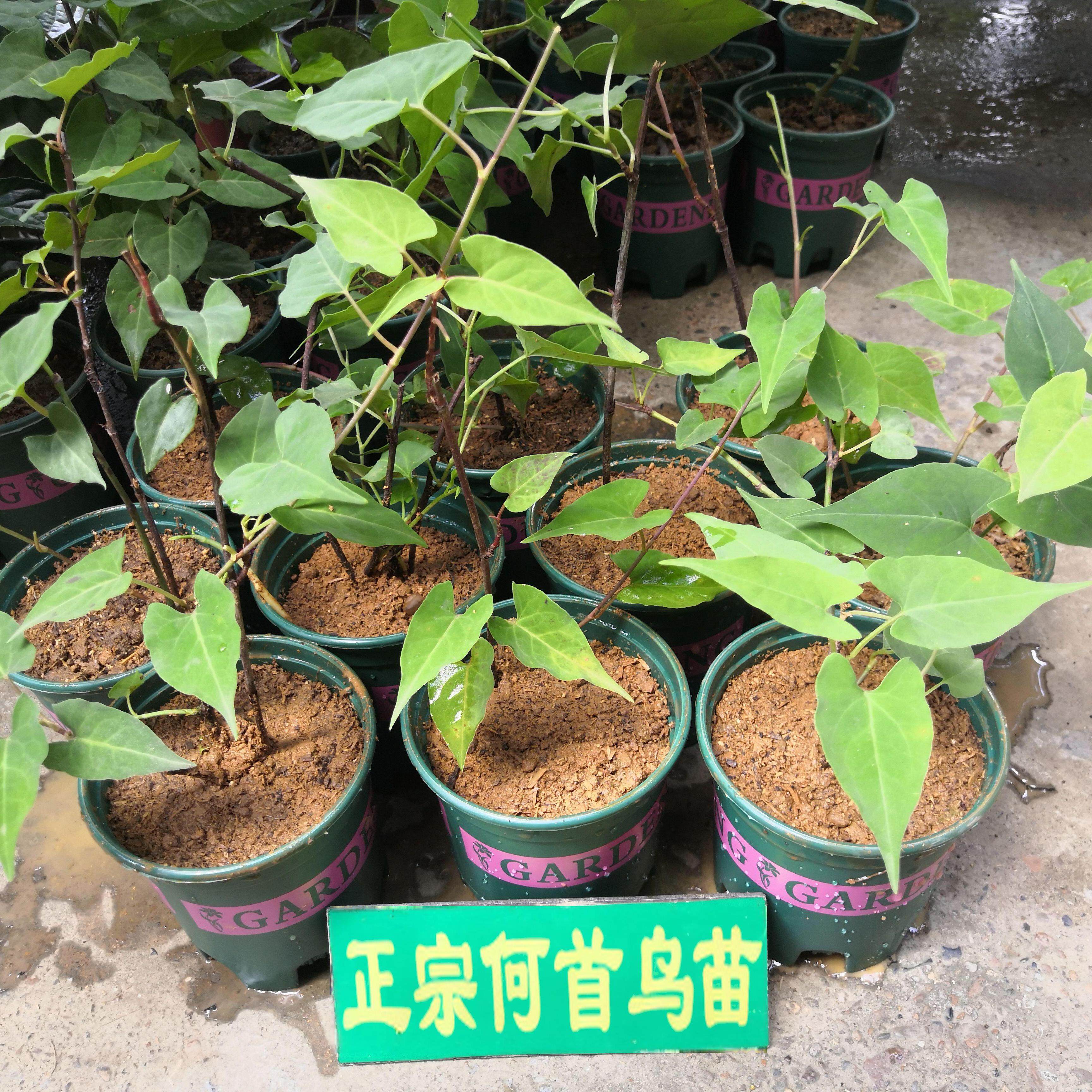 正宗何首乌树苗易成活爬藤植物