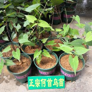 正宗何首乌树苗何首乌盆栽种植活苗盆景药材活苗易成活爬藤植物
