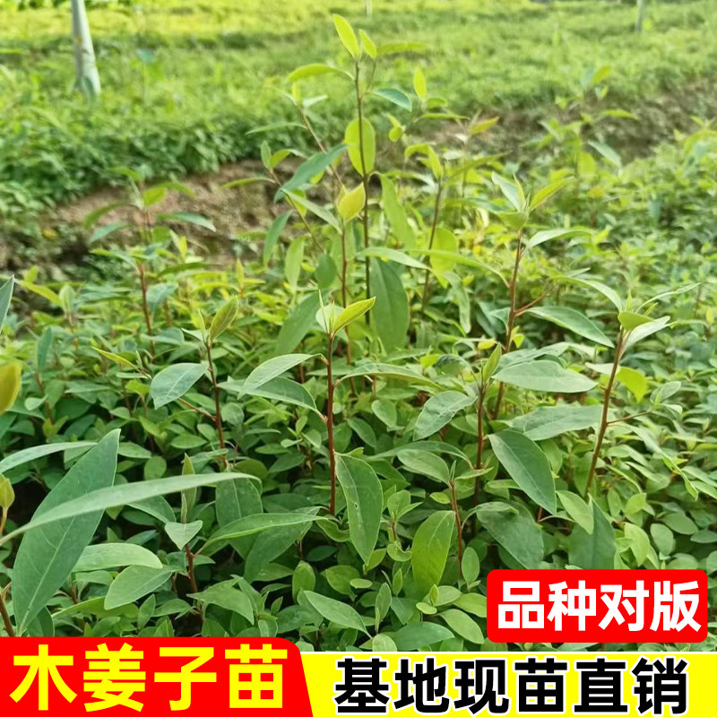 正宗木姜子树苗中药材苗树现挖现发新鲜木姜子苗品种盆栽种植